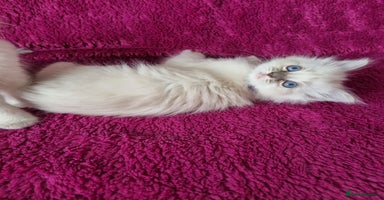 Ragdoll cats - Advert 14