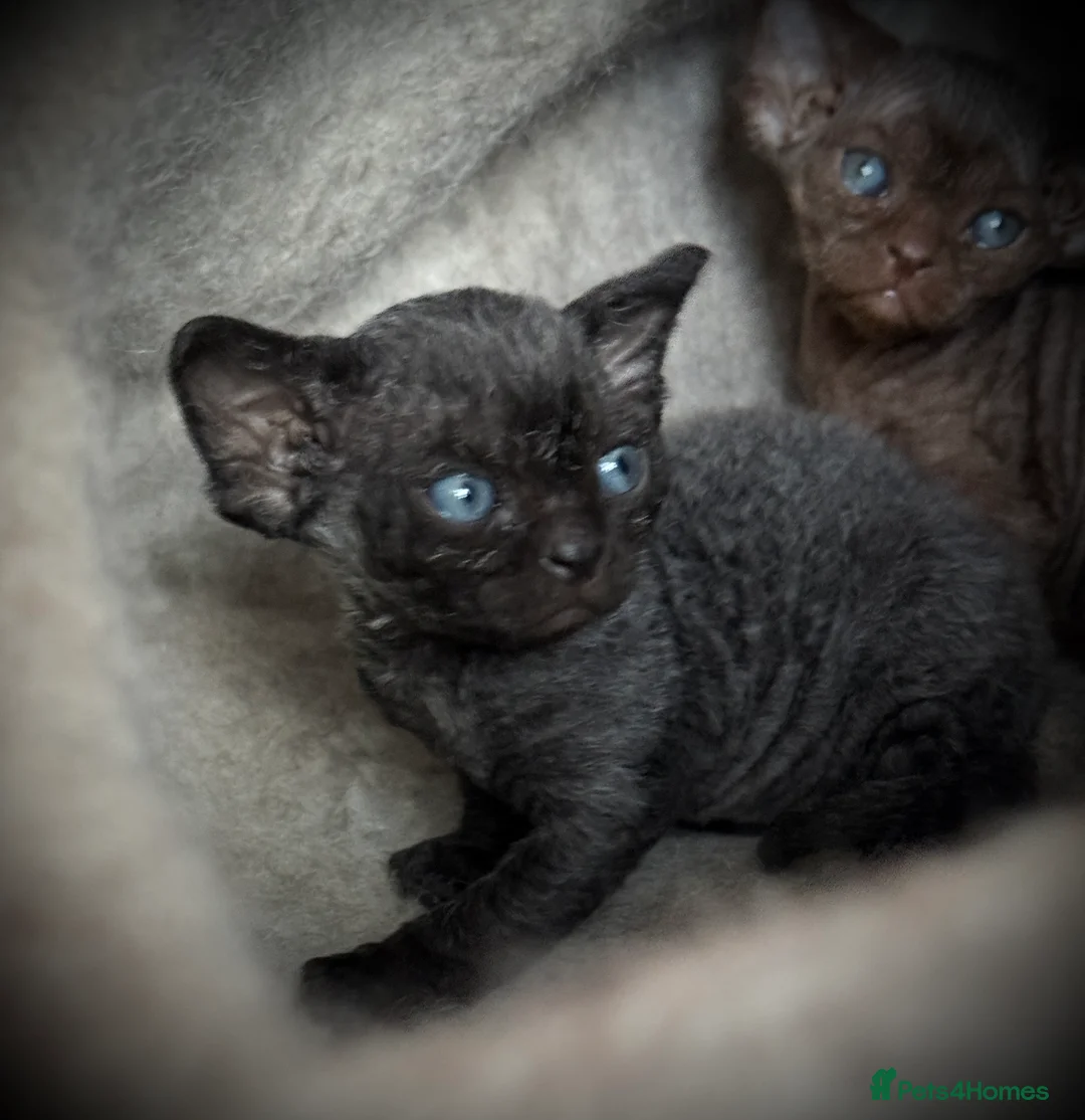 Devon Rex cats for sale: Devon Rex Kittens –GCCF Last kitten available BOY  - Advert 25