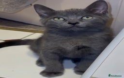 Mixed Breed cats for sale: 3 adorable mixed kittens – 2 females, 1 male - Image 15