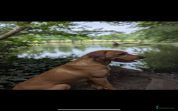 Labrador Retriever dogs for stud: Fox Red Labrador Stud, KC Reg, Champion line  - Image 2