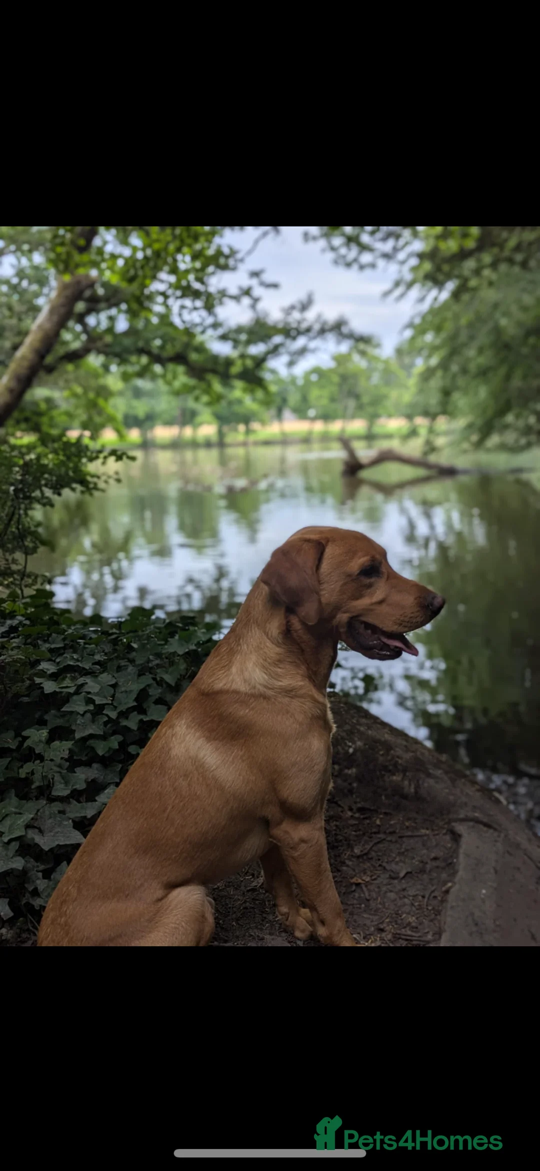 Labrador Retriever dogs for stud: Fox Red Champion Line Working lab  - Advert 2