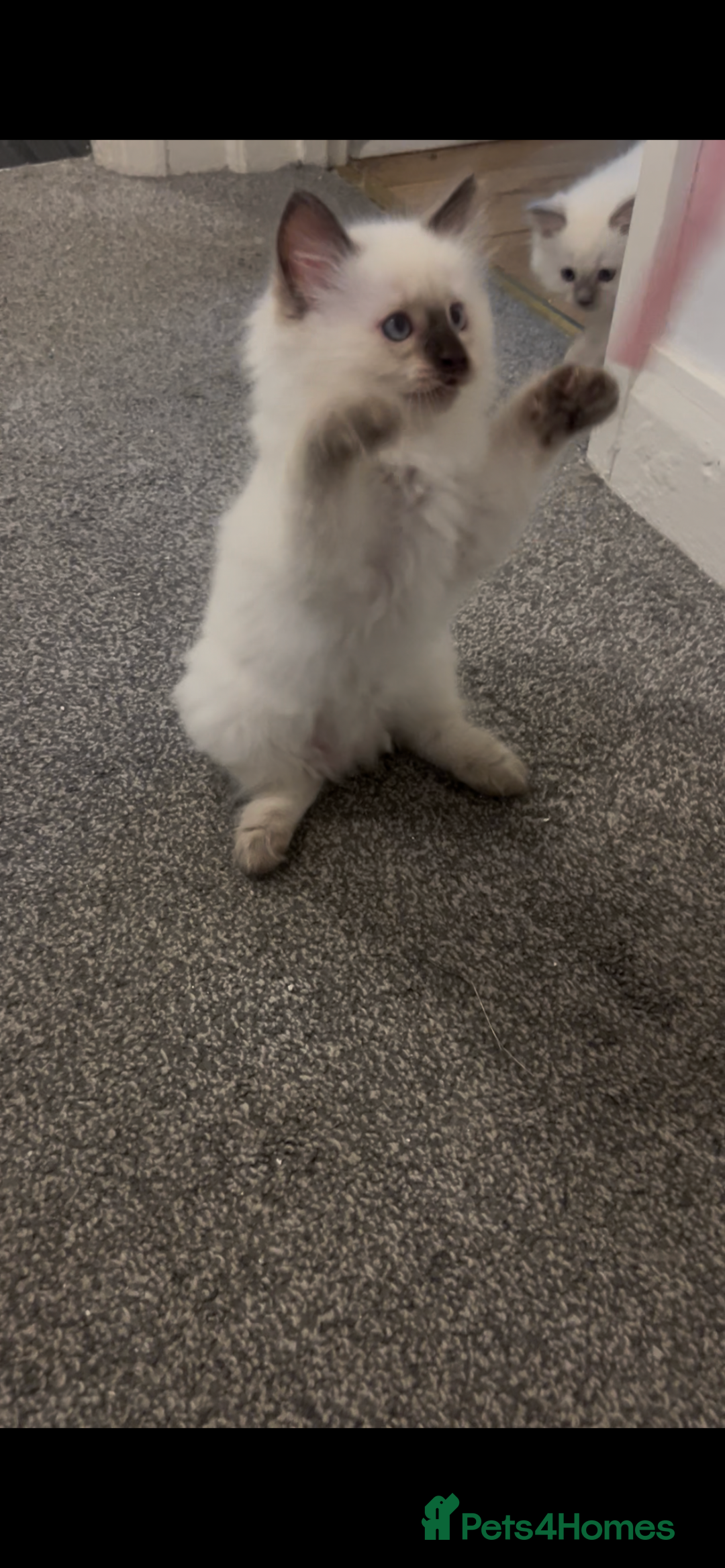 Ragdoll cats for sale: Beautiful Ragdoll kittens  - Advert 9