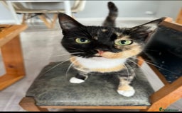 Mixed Breed cats for sale: 3 female kittens for sale - Image 8
