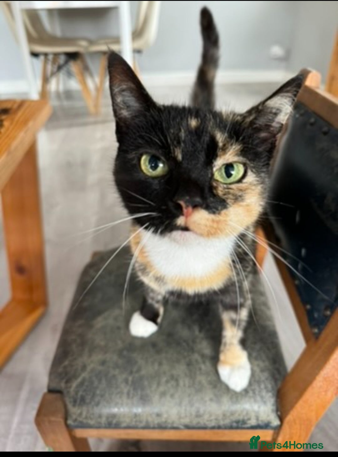 Mixed Breed cats for sale: 3 female kittens for sale - Image 8
