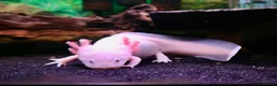 Axolotl reptiles for sale: Two female Axolotls  in West Molesey - Advert 4