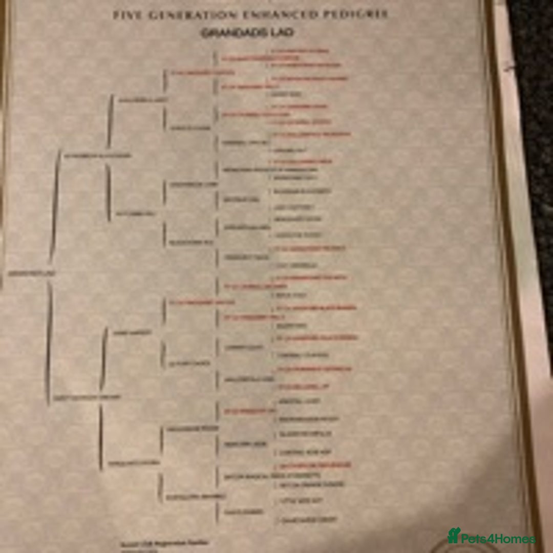 Cocker Spaniel dogs for stud: 🔥KC COCKER SPANIEL STUD🔥 in Gateshead - Advert 5