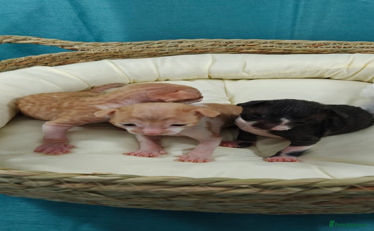 Cornish Rex cats - Advert 1