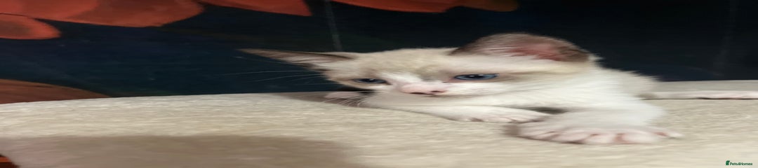Snowshoe Kitten 2