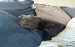 Mixed Breed dogs for sale: Patterdale X Border terrier puppies  - Image 7