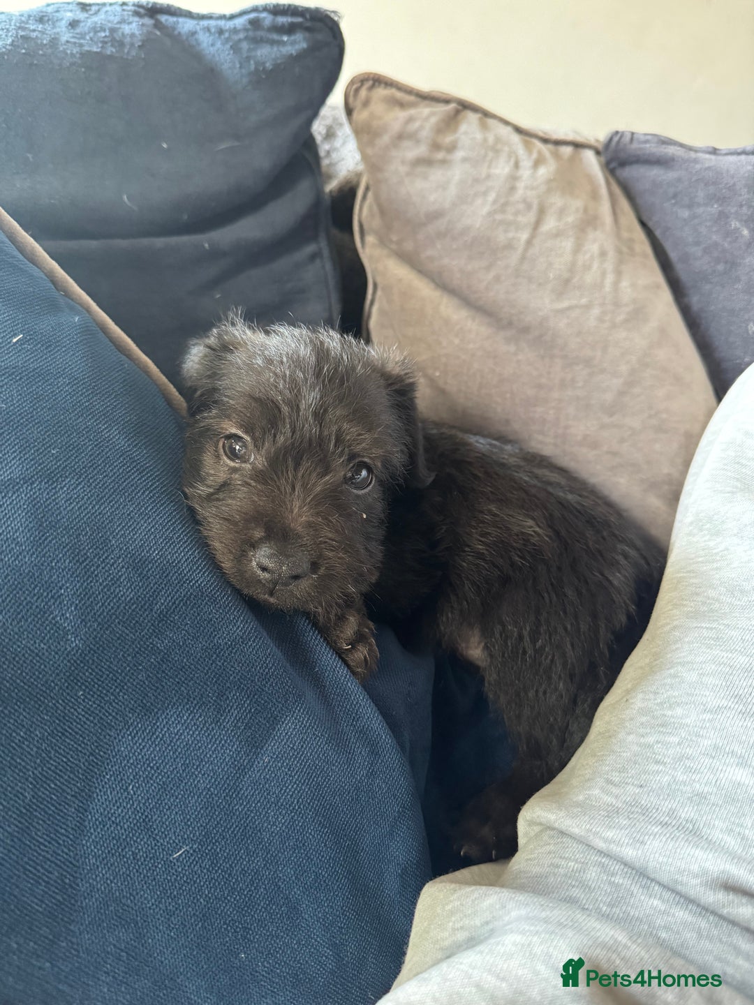 Mixed Breed dogs for sale: Patterdale X Border terrier puppies  - Image 7