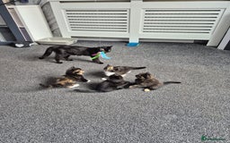 British Longhair cats for sale: Kitten almost 6 months old - Image 7