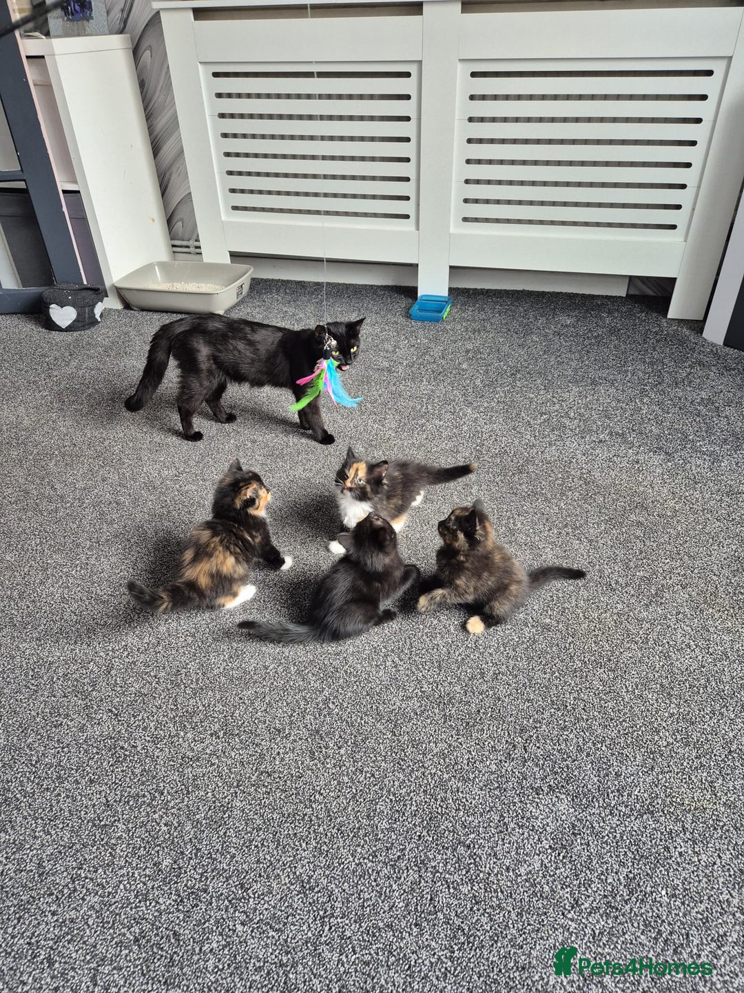 British Longhair cats for sale: Kitten almost 6 months old - Image 7