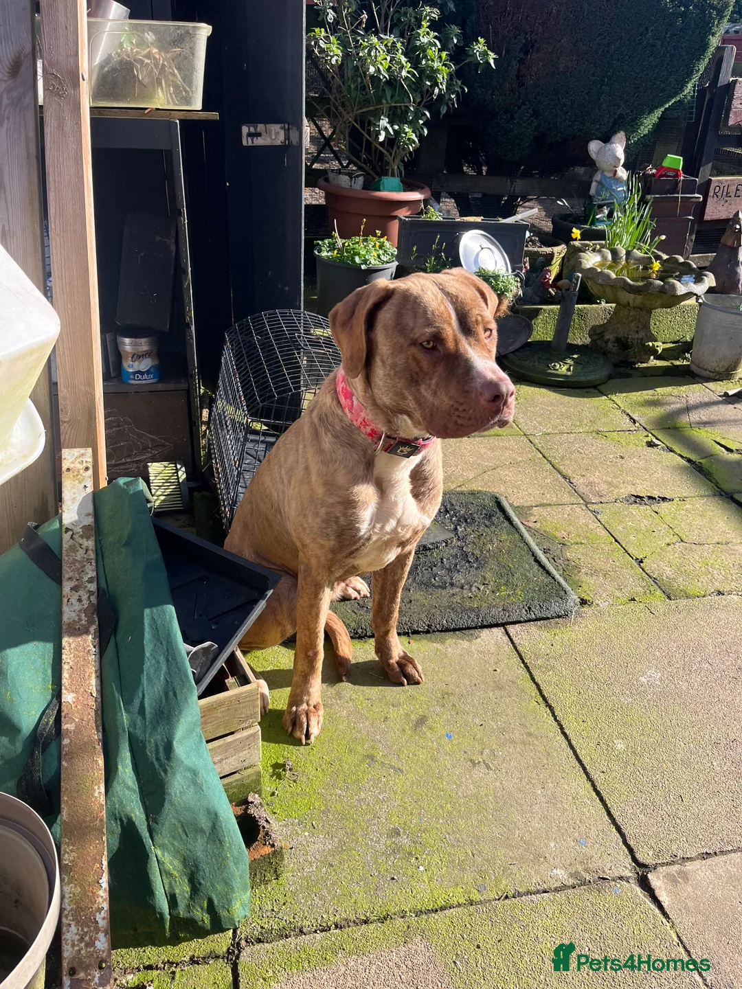 Mixed Breed dogs for sale: Female Dog - Advert 1