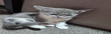 Mixed Breed Kitten 1