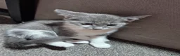 Mixed Breed cats for sale: 3 kittens  - Advert 11