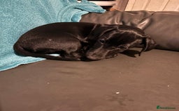 Mixed Breed dogs for sale: Beautiful boy  - Image 12