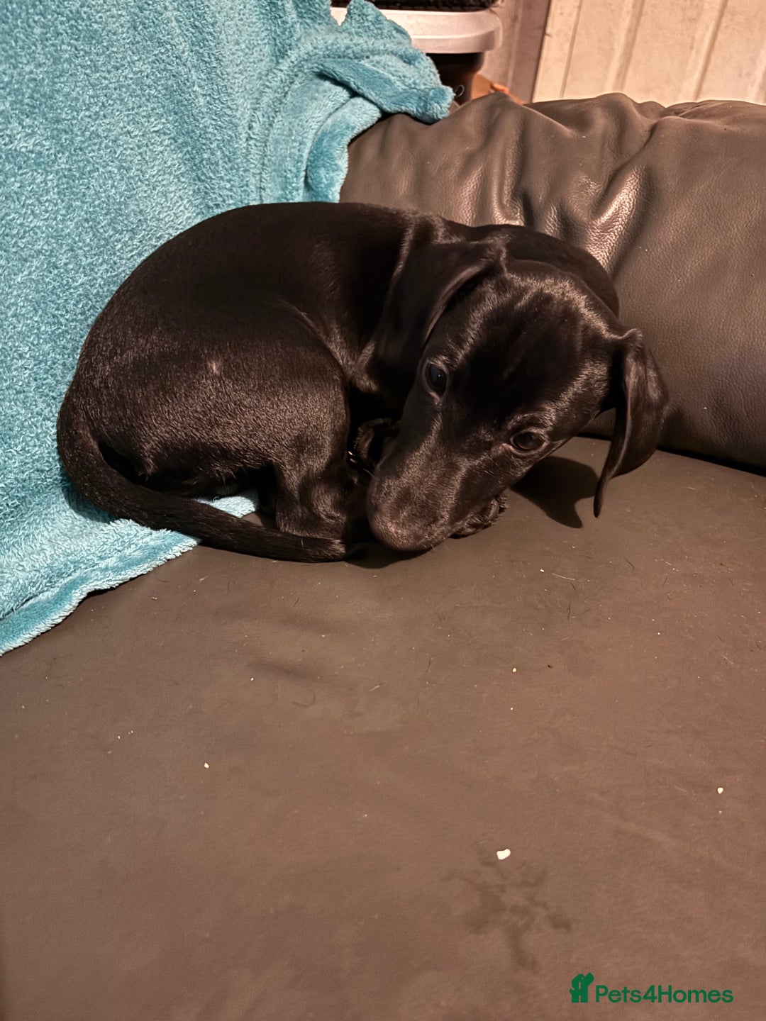 Mixed Breed dogs for sale: Beautiful boy  - Image 12