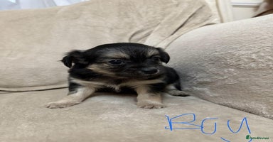 Chihuahua dogs - Advert 12