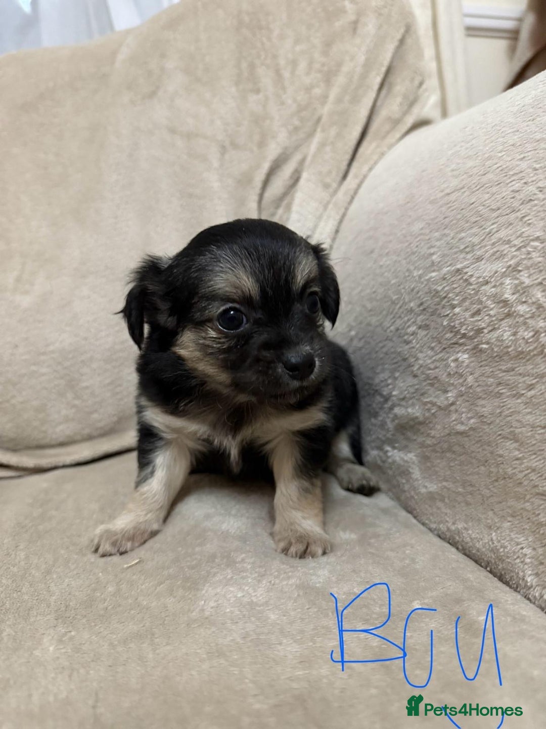 Chihuahua dogs for sale: 6 adorable chihuahuas - Image 3