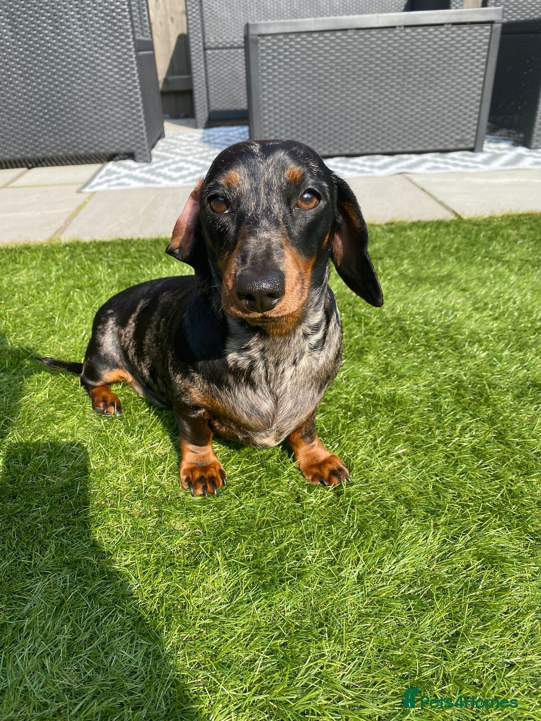 Miniature Dachshund dogs for sale: Miniature dachshund for sale  - Image 2