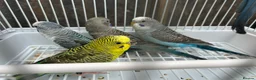 Budgerigars birds for sale: Black wing budgies, split to b/f & b/w - Advert 7