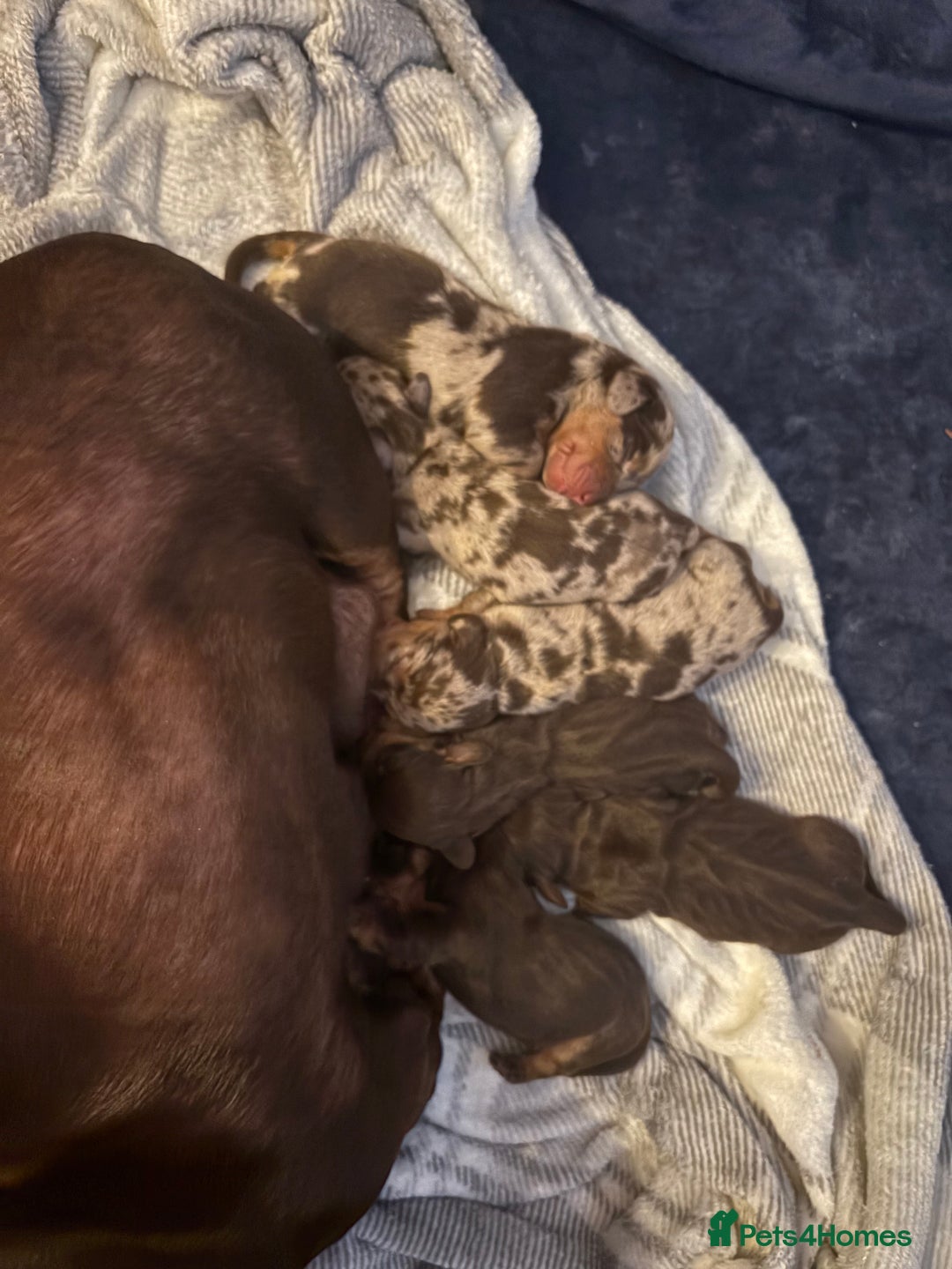 Dachshund dogs for sale: Dachshunds for Sale - Advert 4