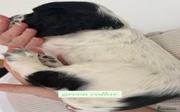 Sprocker dogs for sale: Sprocker puppies. Ready to leave 10th October.  - Image 22