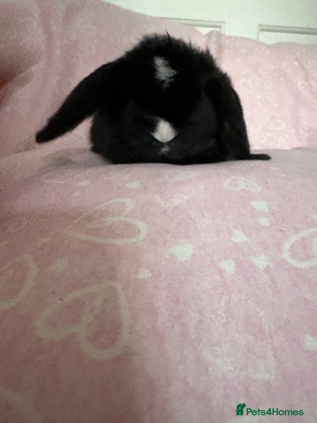 Mini Lop rabbits for sale: Beautiful little mini lop baby bunny rabbits  - Advert 26