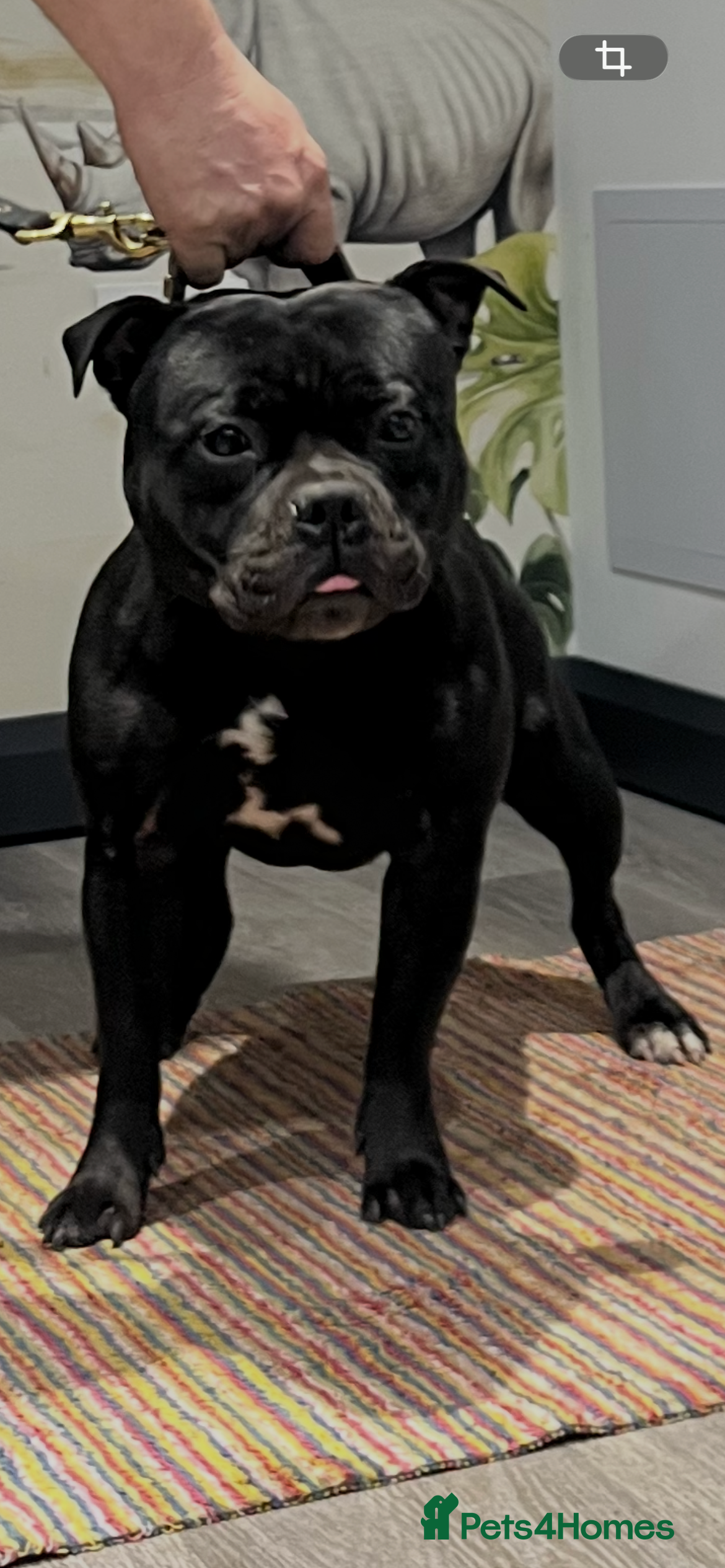 Staffordshire Bull Terrier dogs  stud carrying blue pedigree full of champions  - Advert 4