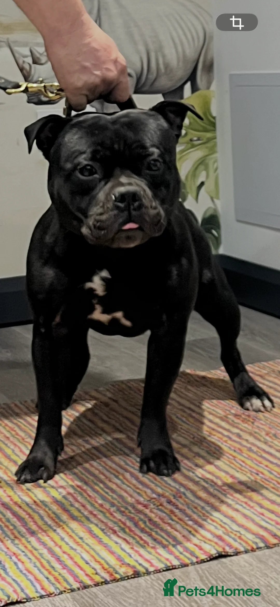 Staffordshire Bull Terrier dogs for stud:  stud carrying blue pedigree full of champions  - Advert 1