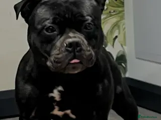 Staffordshire Bull Terrier dogs stud carrying blue pedigree full of champions - Advert 4