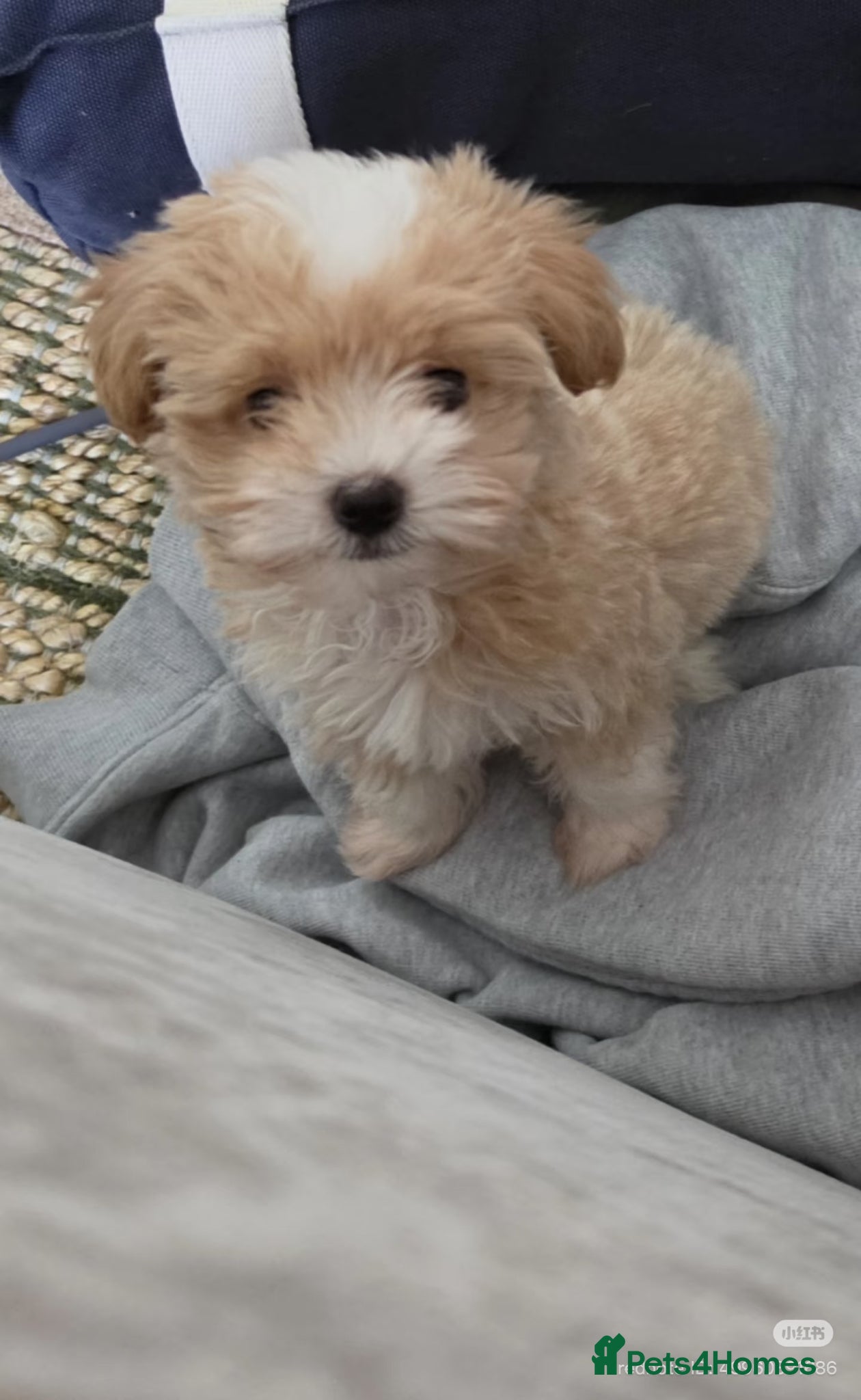 Maltipoo dogs Beautiful Tiny Maltipoo Puppy - Advert 1