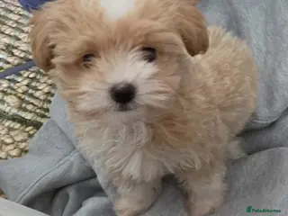 Maltipoo dogs Beautiful Tiny Maltipoo Puppy - Advert 2