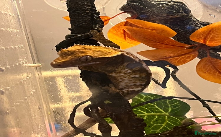 Gecko reptiles - Advert 1