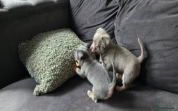 Chihuahua dogs for sale: Two males Chihuaha pups - Image 9