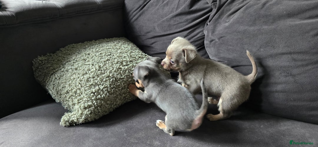 Chihuahua dogs for sale: Two males Chihuaha pups - Image 9
