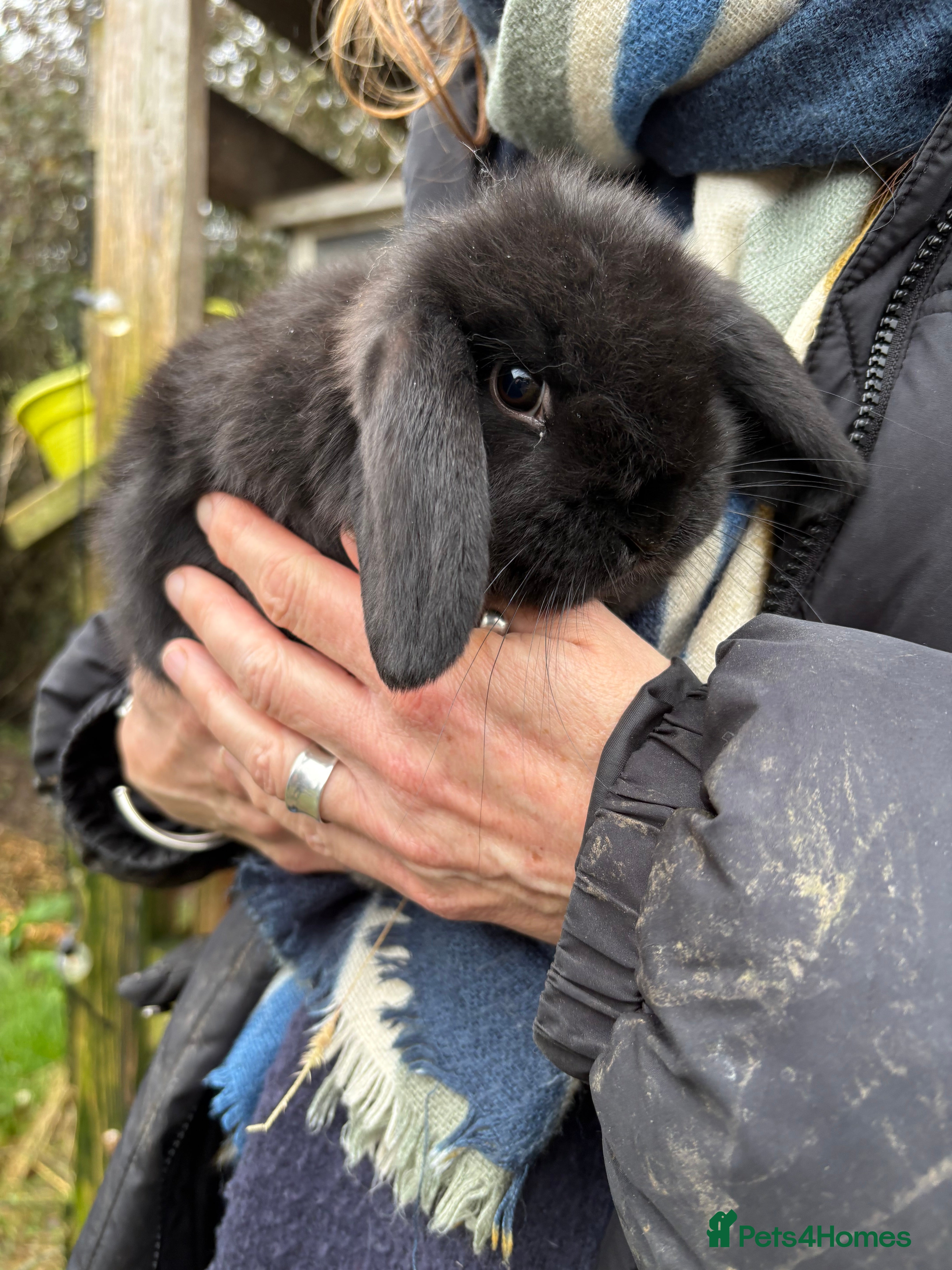 Mini Lop rabbits Mini Lops - Advert 3