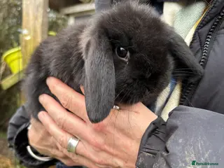 Mini Lop rabbits Mini Lops - Advert 3