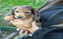 Miniature Dachshund dogs for sale: Mini long hair dapple dachshunds - Image 24
