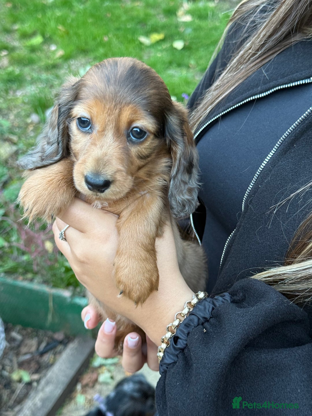 Miniature Dachshund dogs for sale: Mini long hair dapple dachshunds - Image 24
