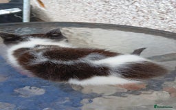 Mixed Breed cats for sale: Fluffy kittens - Image 5