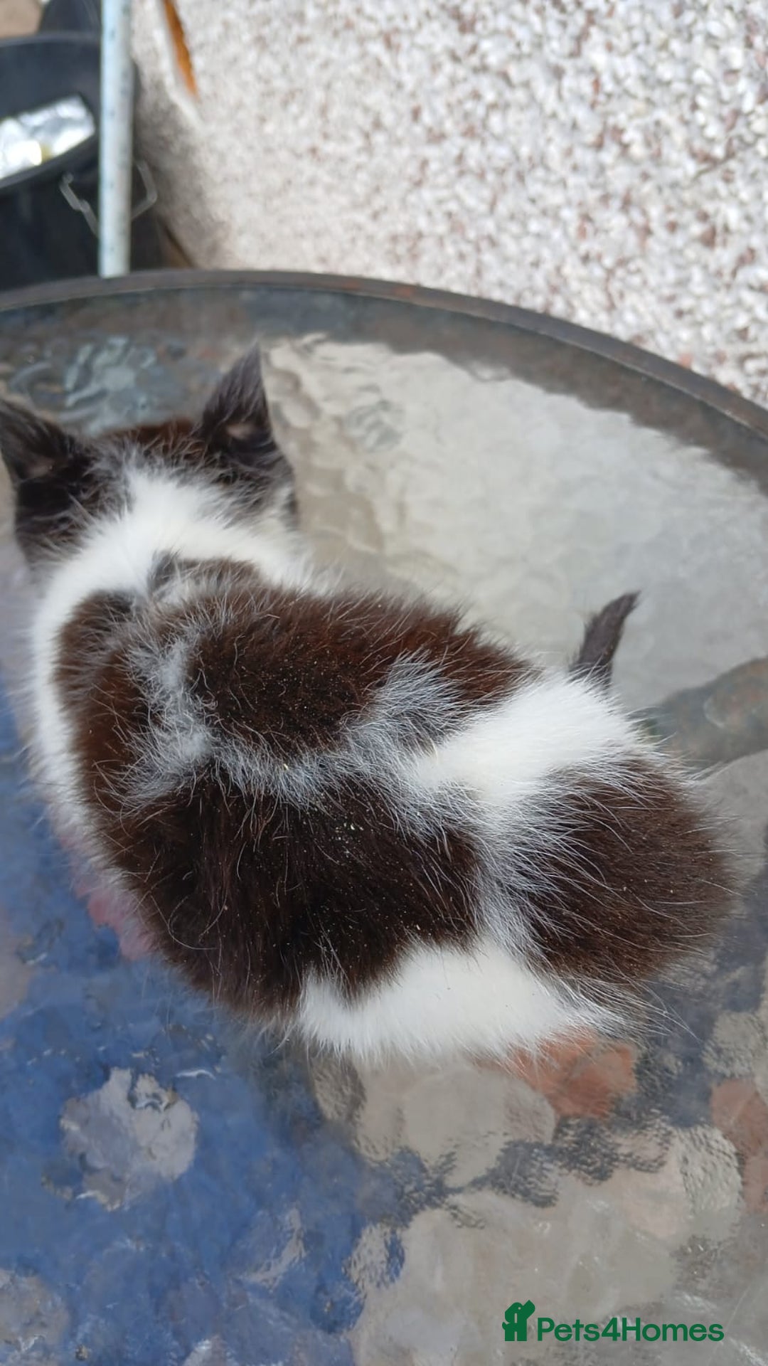 Mixed Breed cats for sale: Fluffy kittens - Image 5