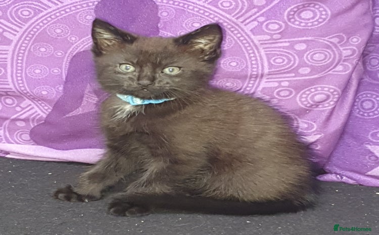 Mixed Breed cats in Poole - Advert 15