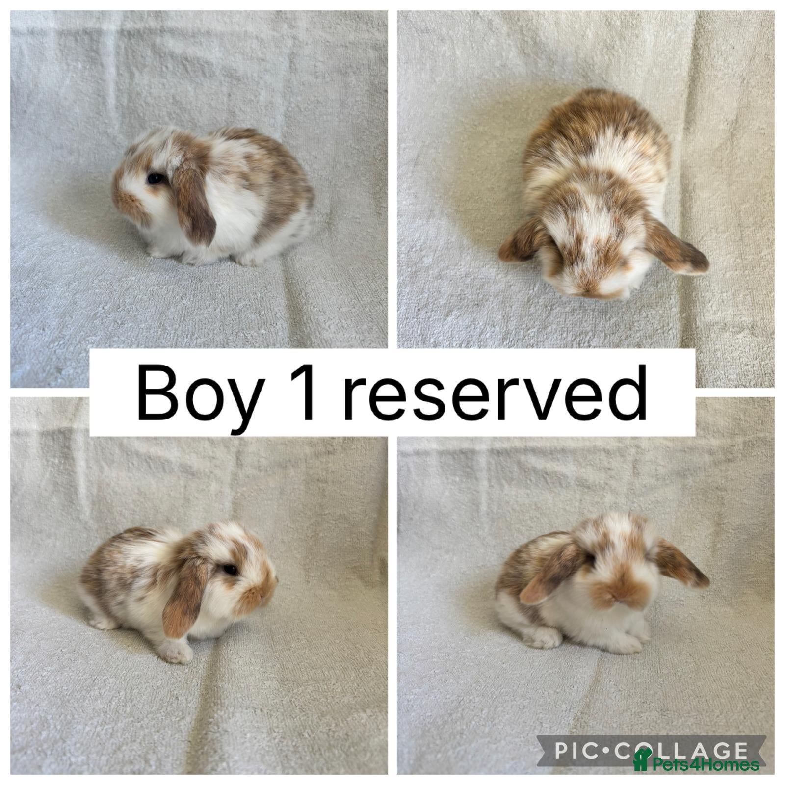 Mini Lop rabbits 6 beautiful baby mini lops ready to reserve - Advert 2