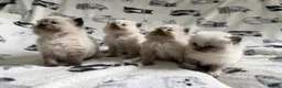 Ragdoll cats for sale: Beautiful Ragdoll Kittens 💎  - Advert 2