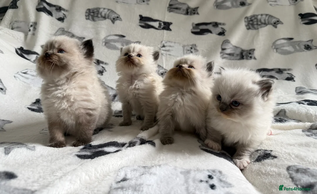 Ragdoll cats for sale: Beautiful Ragdoll Kittens 💎  - Advert 2