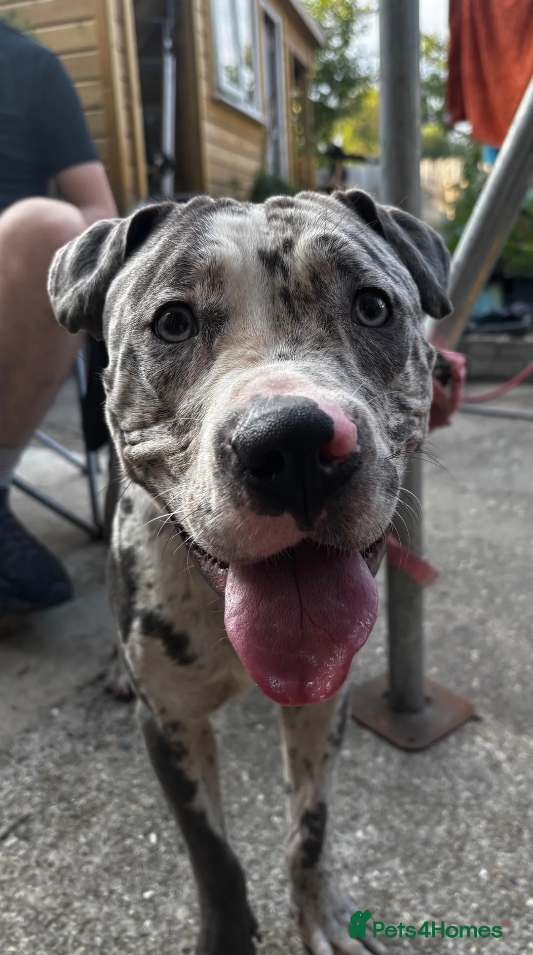 Mixed Breed dogs for sale: 11 Month Old Pup - Advert 1