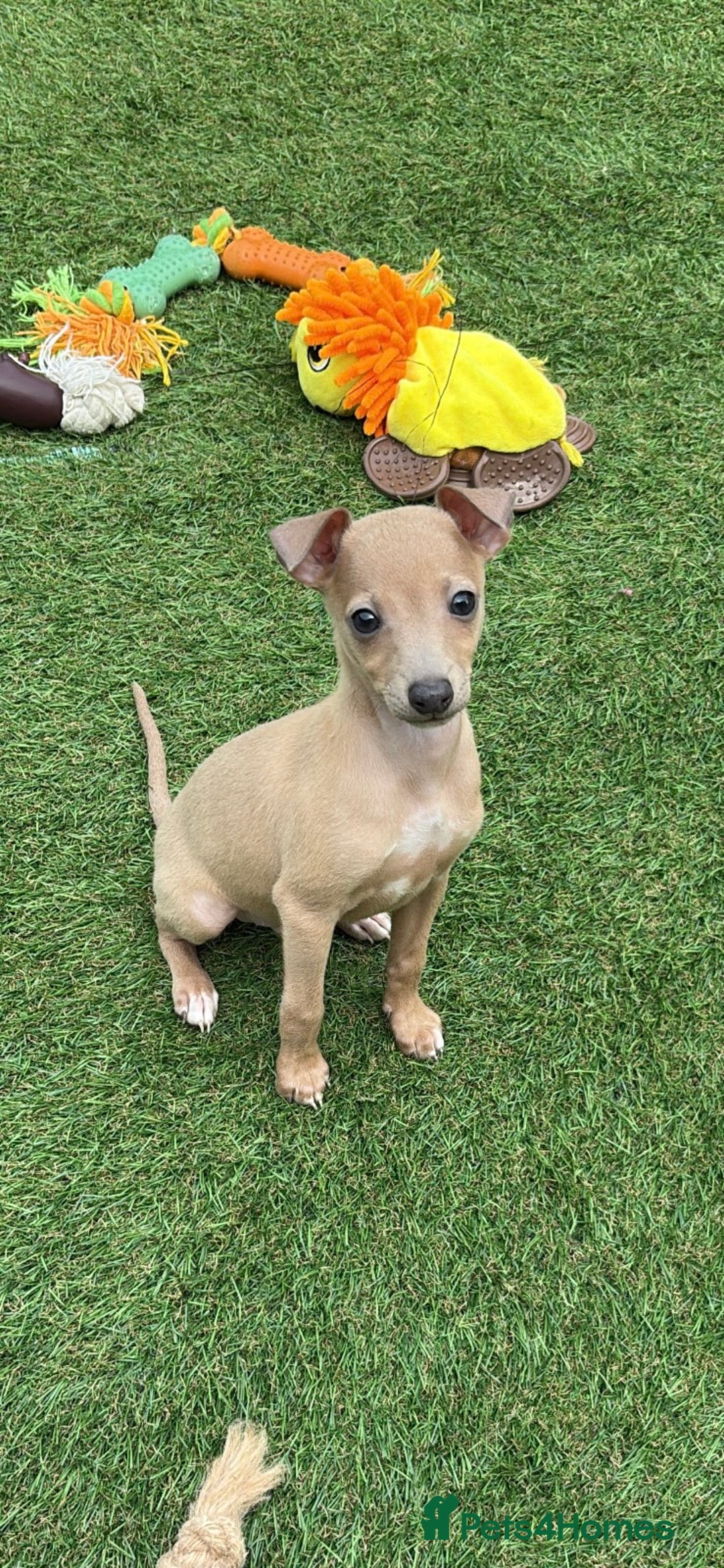 Italian Greyhound dogs for stud: MR MILO AT STUD ( HEALTH TESTED ) in Batley - Image 12