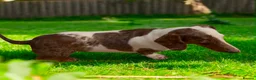 Dachshund dogs for sale: Beautiful Dachshund famale in need new home - Advert 3