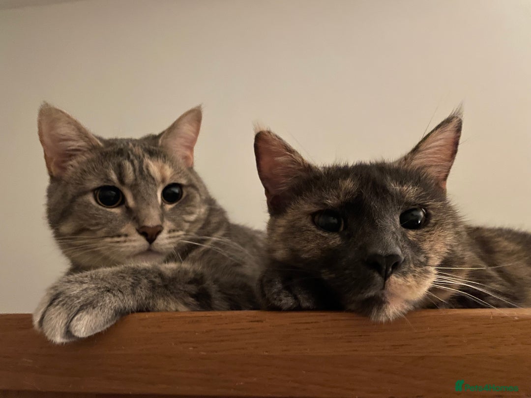 Mixed Breed cats for sale: Adorable female cats Looking for a Forever Home ! - Advert 14